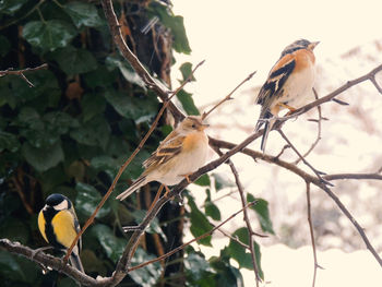 Birds perching on branch