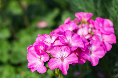 Close-up of pink flowering plant