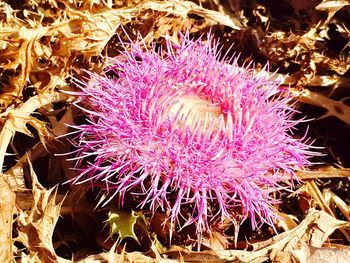 Close up of purple flower