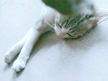 Close-up of cat