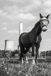 Horse standing on field against sky