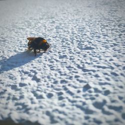 High angle view of a dog on sand