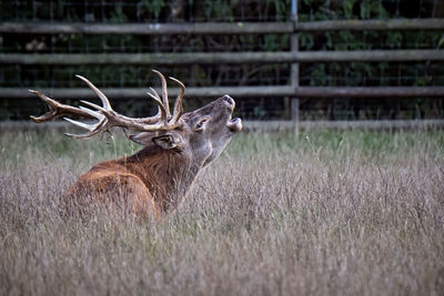 Deer in a field