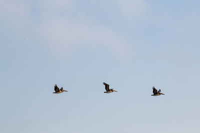 Low angle view of birds flying