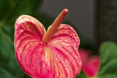 Close-up of pink flower