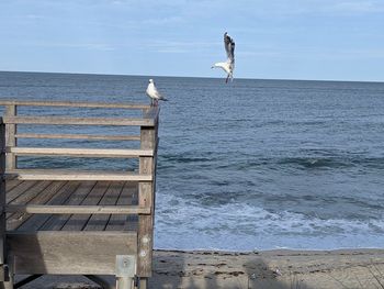 Seagull perching on a sea