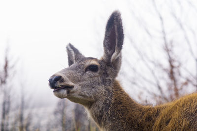 Close-up of deer