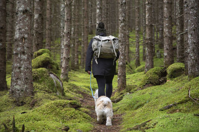 A person walking along a mossy trail in a dense pine forest with dogs