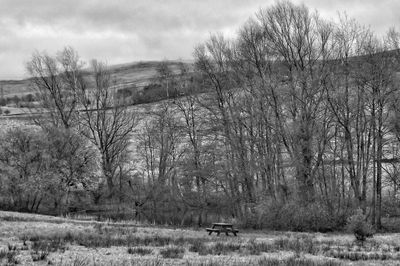 Bare trees on grassy field