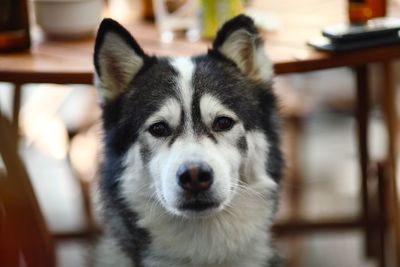 Close-up portrait of dog