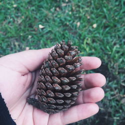 Close-up of hand holding leaf