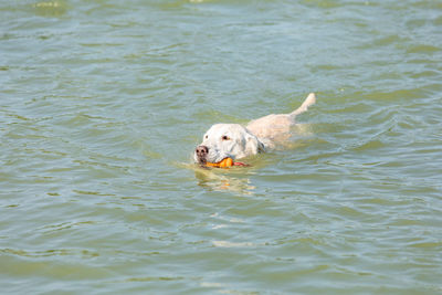 View of dog in water