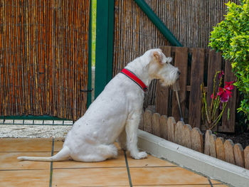 Dog looking away