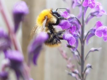 Close-up of bumblebee on purple flowers