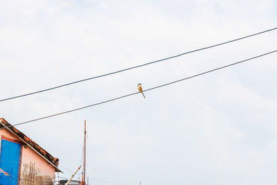 Low angle view of birds on cable against sky