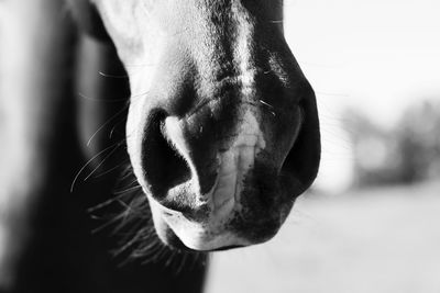 Close-up of a dog