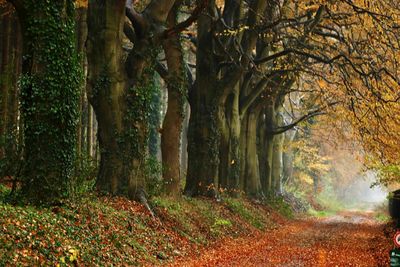 Trees growing in forest during autumn