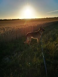 View of dog on land