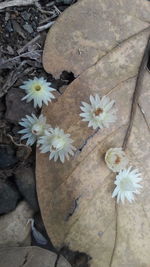 Close-up of white flowers blooming outdoors