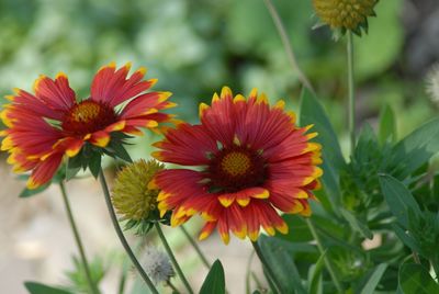 Close-up of red flowering plants