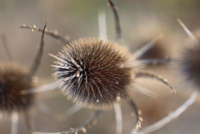 Close-up of wilted thistle