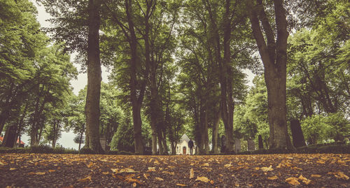 Trees in forest during autumn