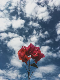 Low angle view of red flower against sky