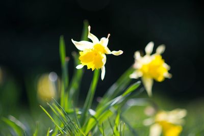 Close-up of yellow flower