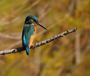 Close-up of kingfisher perching on branch