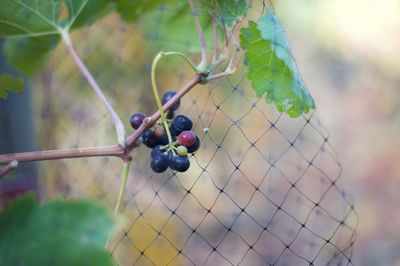 Close-up of grapes growing on plant