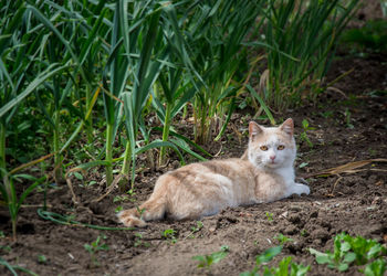 Portrait of ginger cat lying on grass