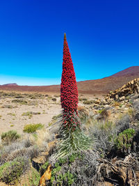 Cactus growing on land against clear blue sky