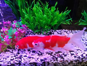 Close-up of fish swimming in water