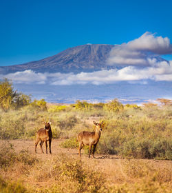 Horses in a field