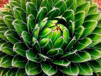 Full frame shot of cactus