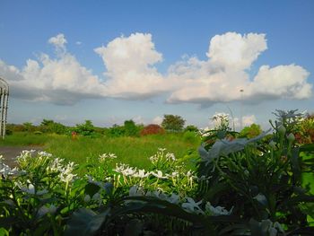 Close-up of flowers in field