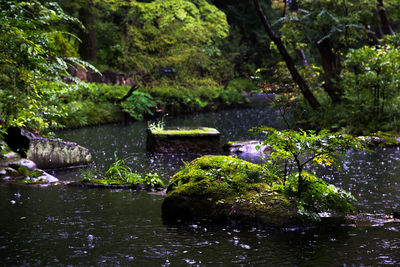 View of stream along trees in forest