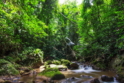 Scenic view of river stream amidst trees in forest