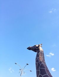 Low angle view of bird flying against blue sky