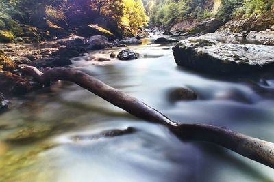 River flowing through forest