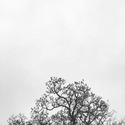 Low angle view of trees against clear sky