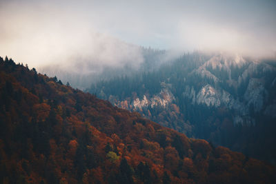 Scenic view of autumn trees on mountain in foggy weather