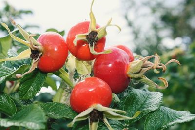 Close-up of cherries growing on tree