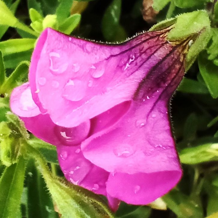 plant, flower, flowering plant, freshness, beauty in nature, drop, leaf, growth, close-up, plant part, petal, water, pink, fragility, wet, nature, inflorescence, flower head, no people, dew, rain, raindrop, outdoors, purple, springtime, day, rose, botany, green, pollen, magenta
