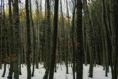 Panoramic view of trees in forest during winter