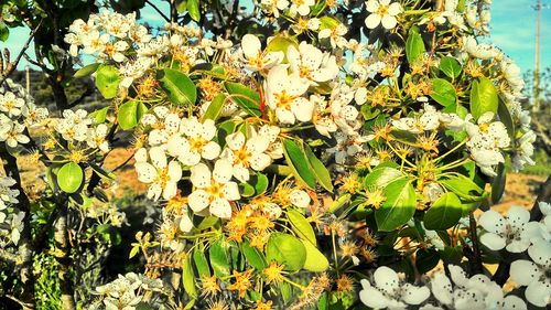 Close-up of flowers blooming outdoors