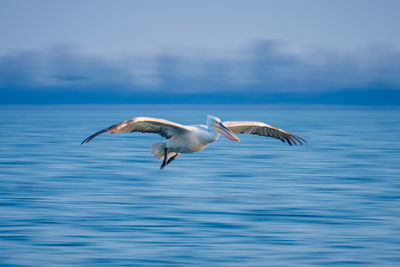 Bird flying over sea