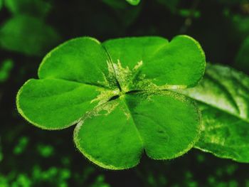 Close-up of leaves