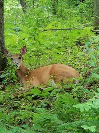 Deer in a forest