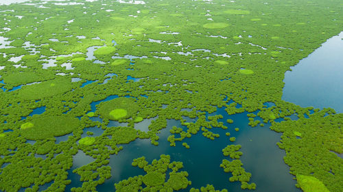 High angle view of leaf floating on lake